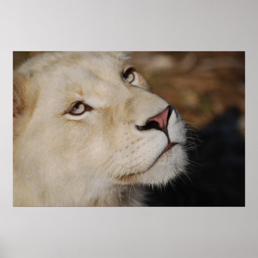 穏やかなライオンの顔南アフリカ ポスター (正面)