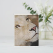 穏やかなライオンの顔南アフリカ ポストカード (スタンド正面)