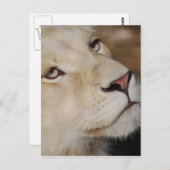 穏やかなライオンの顔南アフリカ ポストカード (正面/裏面)