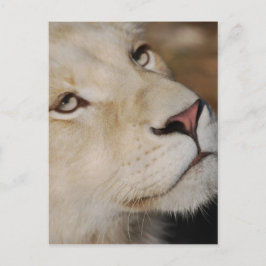穏やかなライオンの顔南アフリカ ポストカード