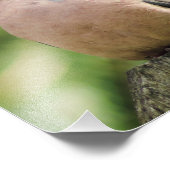 穏やかな喪に服す鳩が柵の上に座る フォトプリント (角)