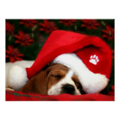 穏やかな子犬 ポスター (正面)