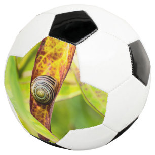 穏やかな愛着 サッカーボール