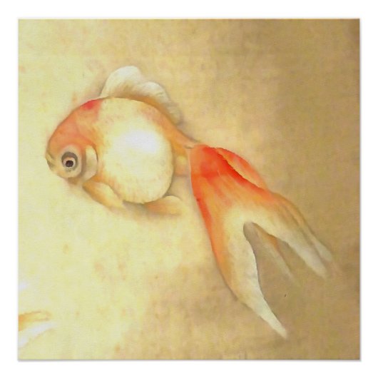 穏やかな日本の金魚 ポスター (正面)