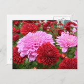 穏やかな朝顔 ポストカード (正面/裏面)