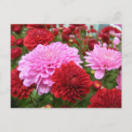 穏やかな朝顔 ポストカード