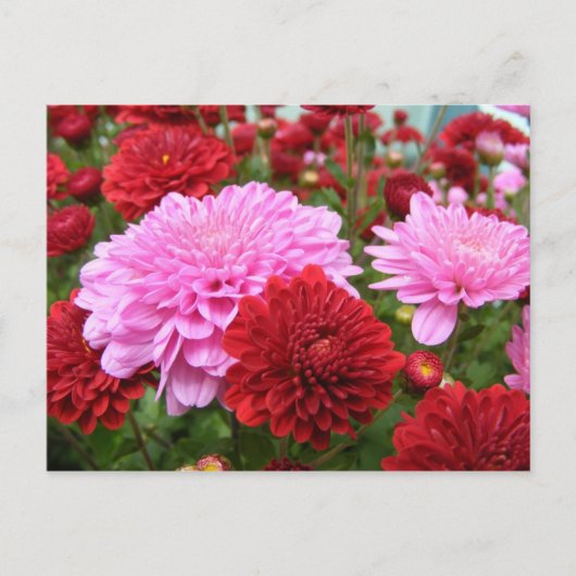 穏やかな朝顔 ポストカード (正面)