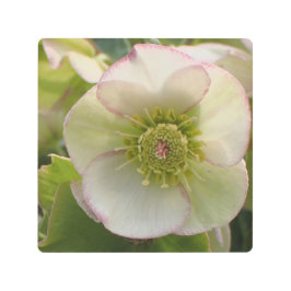 穏やかな白いピンクの花のマクロ写真 –  メタルプリント