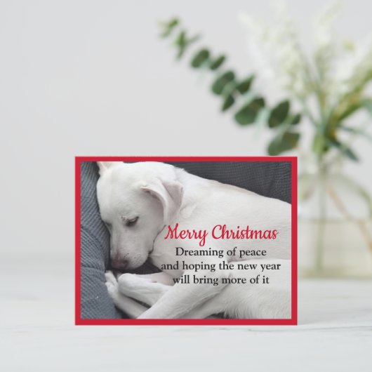 穏やかな眠っている白い子犬のクリスマスを治す ポストカード (スタンド正面)