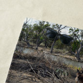 穏やかな瞬間：ビラボンでオーストラリアのカンガルー ビーチタオル (インサイチュ)