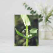 穏やかな閉じる露のクローバー自然瞑想 ポストカード (スタンド正面)