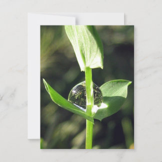 穏やかな閉じる露のクローバー自然瞑想 ポストカード