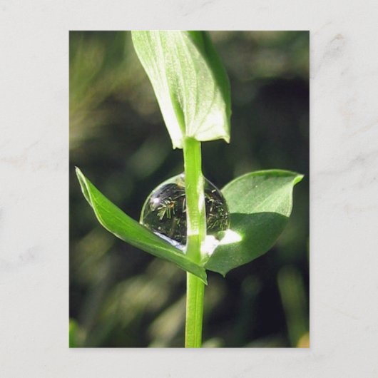 穏やかな閉じる露のクローバー自然瞑想 ポストカード (正面)