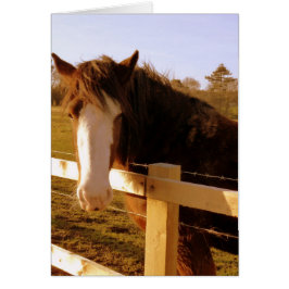 穏やかな馬の白い炎