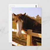 穏やかな馬の白い炎 ポストカード (正面/裏面)