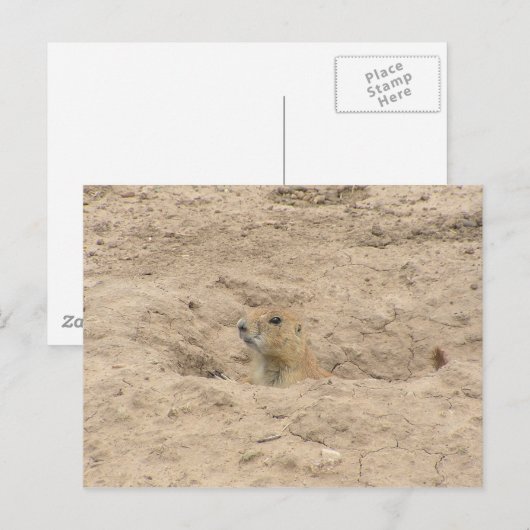 穴から出る ポストカード (正面/裏面)