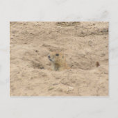 穴から出る ポストカード (正面)