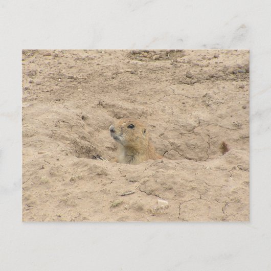 穴から出る ポストカード (正面)