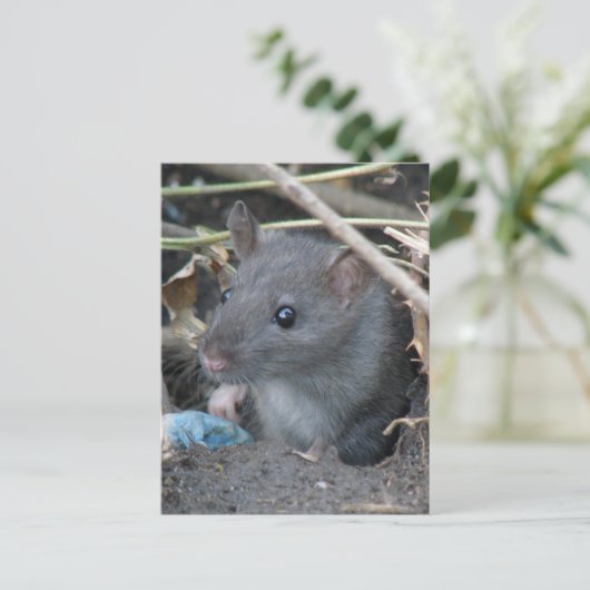 穴はがきネズミ ポストカード (スタンド正面)
