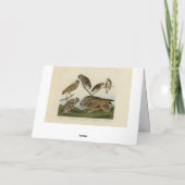 穴を掘るフクロウ – Audubon's Birds of America カード (裏面)