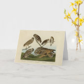 穴を掘るフクロウ – Audubon's Birds of America カード (黄色い花)