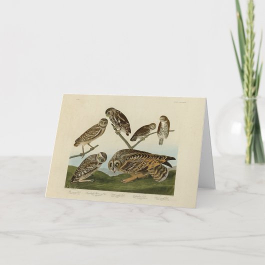 穴を掘るフクロウ – Audubon's Birds of America カード (正面)