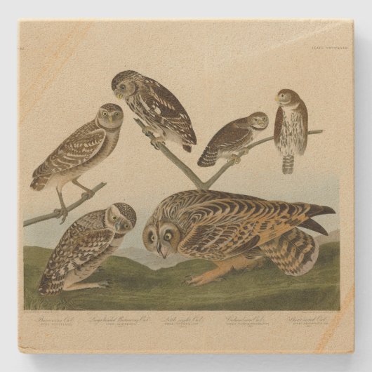 穴を掘るフクロウ – Audubon's Birds of America ストーンコースター (正面)