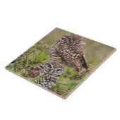 穴居性フクロウ、アテナイ、サンゴ岬 タイル (側面)