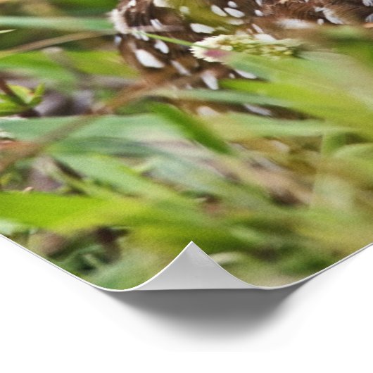 穴居性フクロウ、アテナイ、サンゴ岬 ポスター (角)