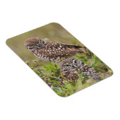 穴居性フクロウ、アテナイ、サンゴ岬 マグネット (右側)