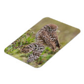 穴居性フクロウ、アテナイ、サンゴ岬 マグネット (左側)