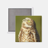 穴掘りフクロウ磁石 マグネット (正面/裏面)