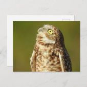 穴掘りフクロウ葉書 ポストカード (正面/裏面)