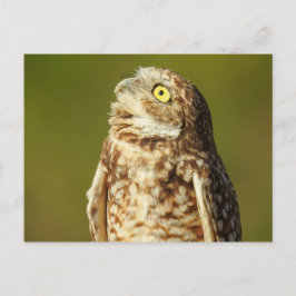 穴掘りフクロウ葉書 ポストカード