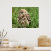 穴掘りフクロウ#1 ポスター (キッチン)