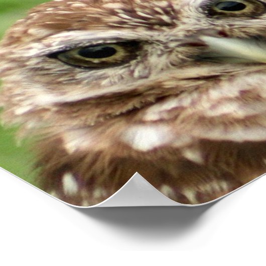 穴掘りフクロウ#2 ポスター (角)