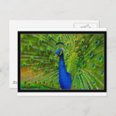究極の孔雀.jpg ポストカード (正面/裏面)
