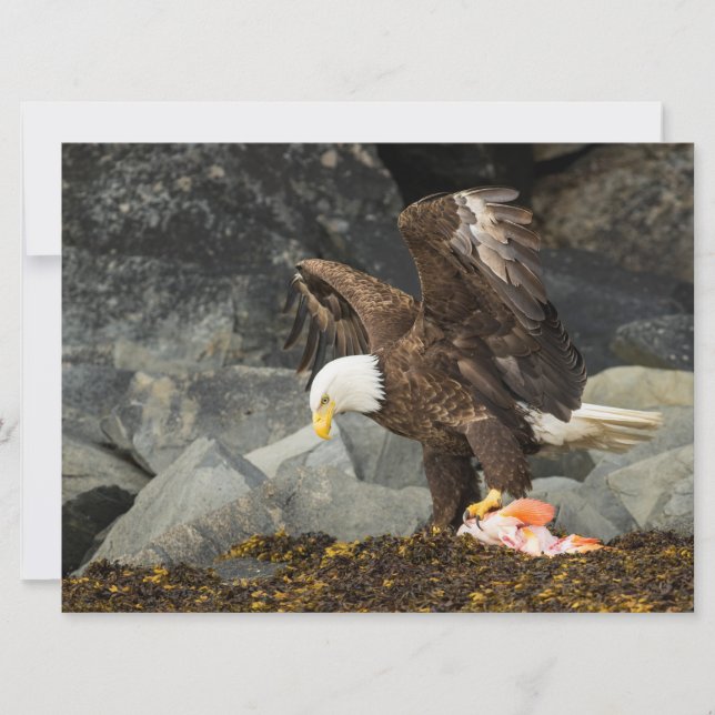 究極の禿鷲 (正面)