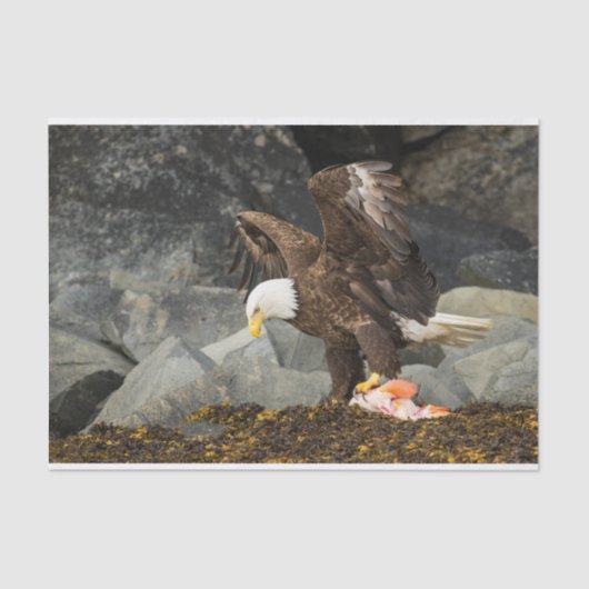 究極の禿鷲 薄葉紙 (正面)