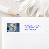 空が限界だ！ ラベル (インサイチュ)