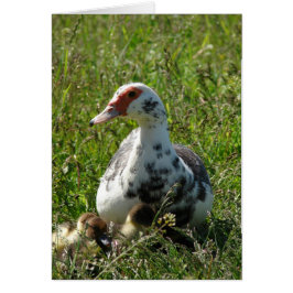 空と彼女のアヒル