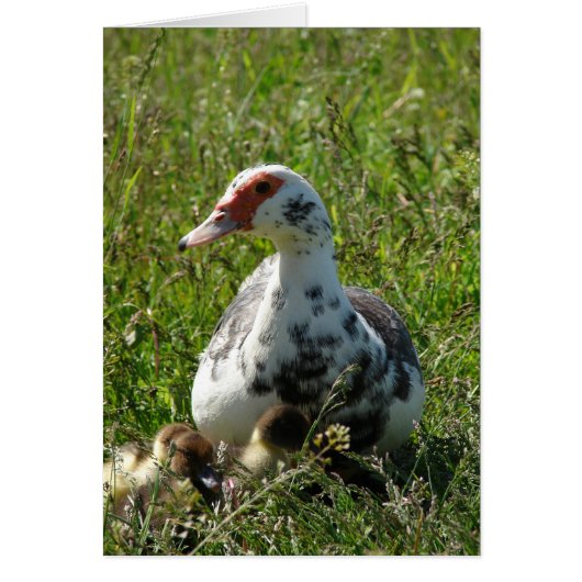 空と彼女のアヒル (正面)