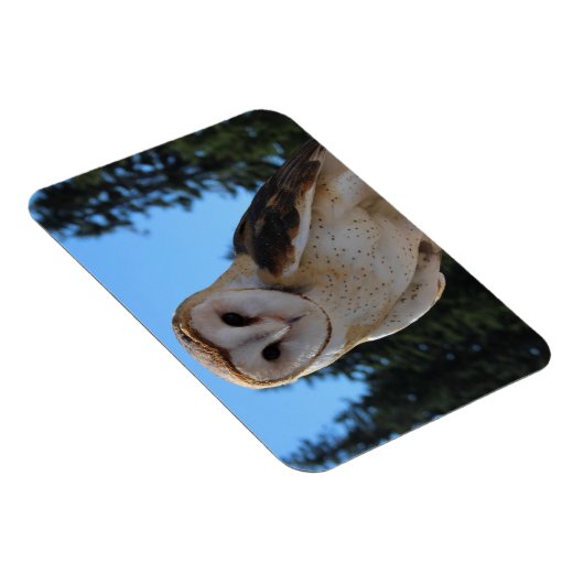 空と緑の木々と美しい納屋フクロウの写真 マグネット (右側)