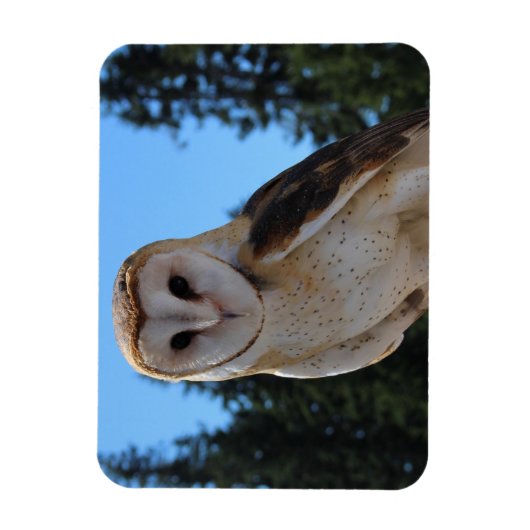 空と緑の木々と美しい納屋フクロウの写真 マグネット (縦)