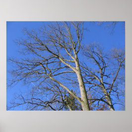 空に向かう枝 ポスター