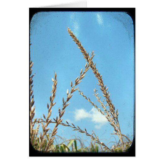 空に向かってトウモロコシ (正面)