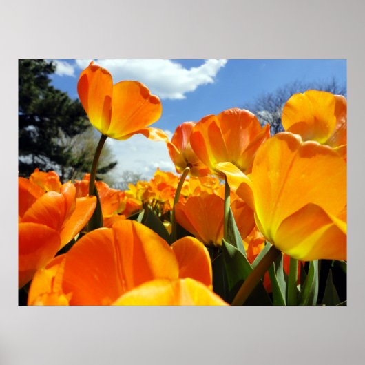 空に届くオレンジ色のチューリップ ポスター (正面)