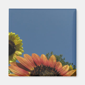 空に手を伸ばせ! マグネット