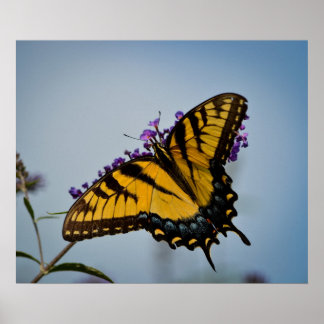 空に浮かぶ蝶 ポスター