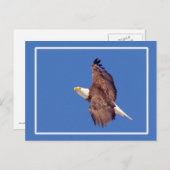 空に禿げたワシの目 ポストカード (正面/裏面)